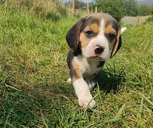Beagle Puppy for sale in COLVILLE, WA, USA