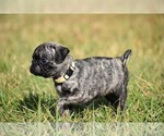 Small #1 Pug