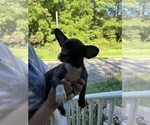 Small #17 French Bullhuahua