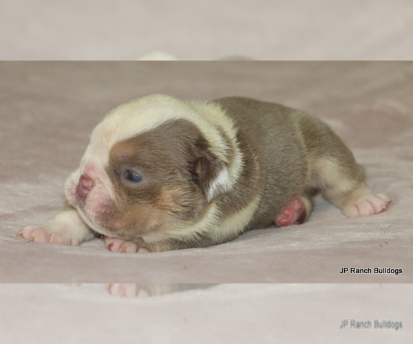 Medium Photo #5 Bulldog Puppy For Sale in WINNSBORO, TX, USA