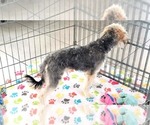 Small #2 Morkie