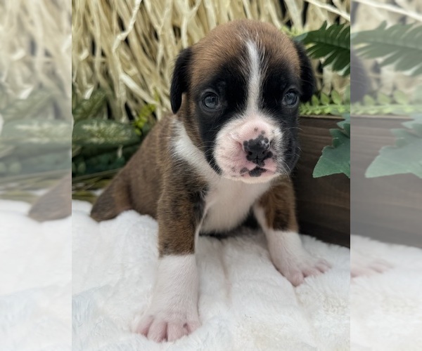 Medium Photo #12 Boxer Puppy For Sale in PAWNEE CITY, NE, USA