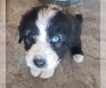 Small #18 Aussiedoodle