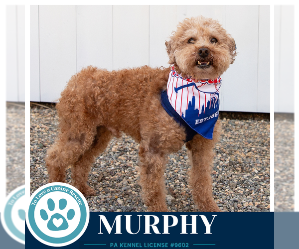 Medium Photo #7 Poodle (Miniature) Puppy For Sale in Kimberton, PA, USA