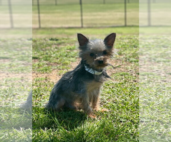 Medium Photo #2 Mutt Puppy For Sale in Pacolet, SC, USA