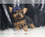 Small #4 Yorkshire Terrier
