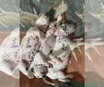 Small Photo #32 Dalmatian Puppy For Sale in MEM, TN, USA