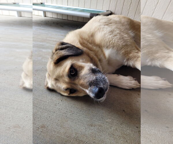 Medium Photo #3 Anatolian Shepherd Puppy For Sale in Sequim, WA, USA