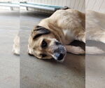 Small #2 Anatolian Shepherd
