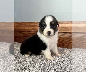 Australian Shepherd Puppy for sale in LODA, IL, USA