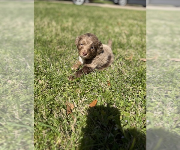Medium Photo #1 Goldendoodle-Miniature Australian Shepherd Mix Puppy For Sale in AUSTIN, TX, USA
