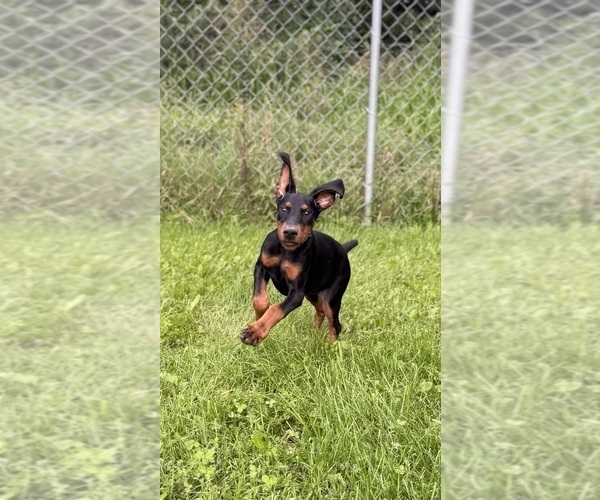 Medium Photo #4 Doberman Pinscher Puppy For Sale in MCHENRY, IL, USA