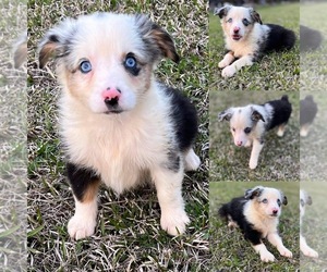 Miniature Australian Shepherd Puppy for sale in BROOKER, FL, USA
