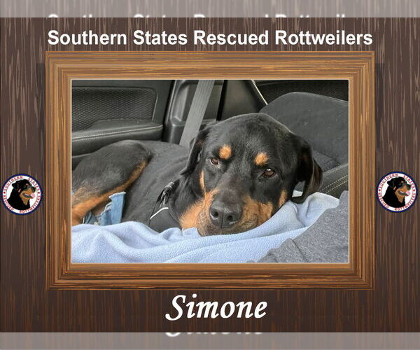 Medium Photo #2 Rottweiler-Unknown Mix Puppy For Sale in White Hall, AR, USA