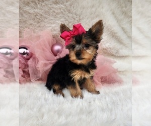Yorkshire Terrier Puppy for sale in INDIANAPOLIS, IN, USA