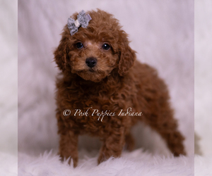 Medium Maltipoo (Miniature)