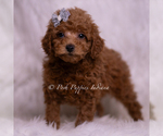 Puppy Kash F1B Maltipoo (Miniature)