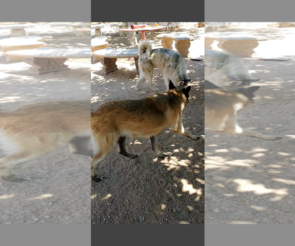 Medium Photo #7 Mutt Puppy For Sale in Apple Valley, CA, USA