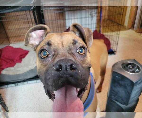 Medium Photo #8 Boxer Puppy For Sale in Woodbury, MN, USA