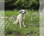 Small #2 Great Pyrenees Mix