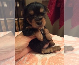 Yorkshire Terrier Puppy for sale in DAWN, MO, USA