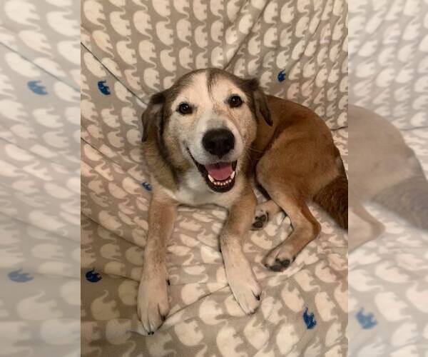 Medium Photo #10 Siberian Husky-Unknown Mix Puppy For Sale in Houston, TX, USA