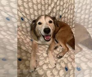 Patch - Male Siberian Husky-Unknown Mix Dog for Adoption - Photo #10