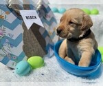 Small Labrador Retriever