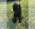 Small #5 Poodle (Standard)