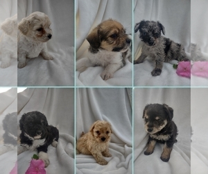 Wapoo Puppy for sale in SENECA FALLS, NY, USA