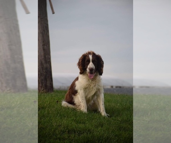 Medium Photo #1 English Springer Spaniel Puppy For Sale in LEWISBERRY, PA, USA