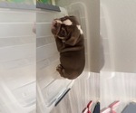 Small #9 Bulldog