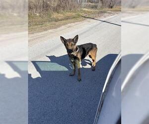 German Shepherd Dog Dogs for adoption in Houston, TX, USA