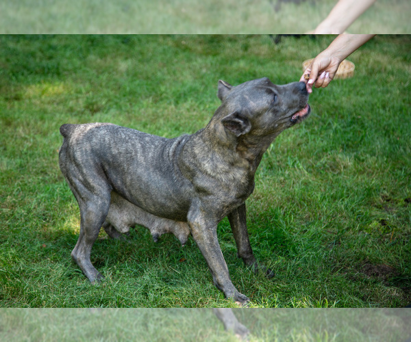 Medium Photo #1 Cane Corso Puppy For Sale in HOWE, IN, USA
