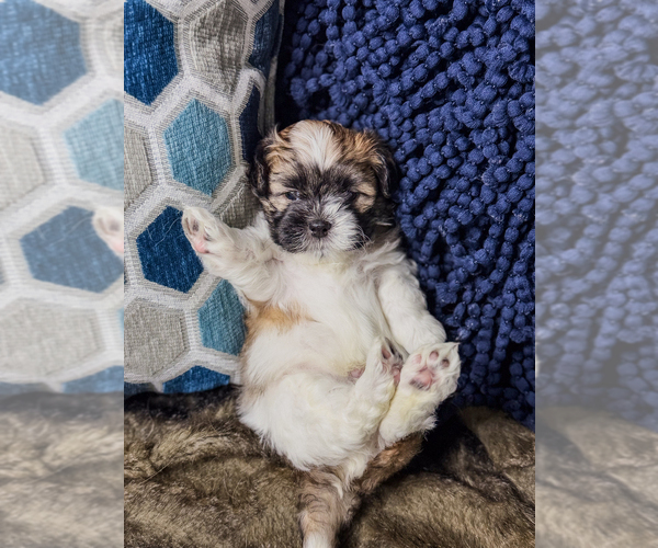 Medium Photo #13 Zuchon Puppy For Sale in CLERMONT, FL, USA