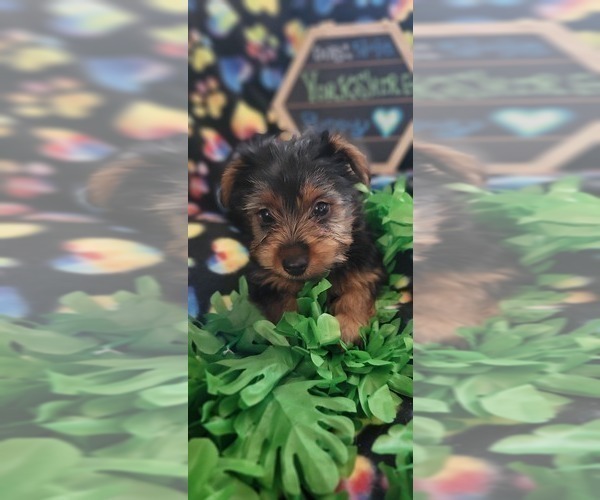 Medium Photo #12 Yorkshire Terrier Puppy For Sale in AKRON, OH, USA