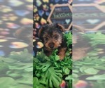 Small Photo #12 Yorkshire Terrier Puppy For Sale in AKRON, OH, USA