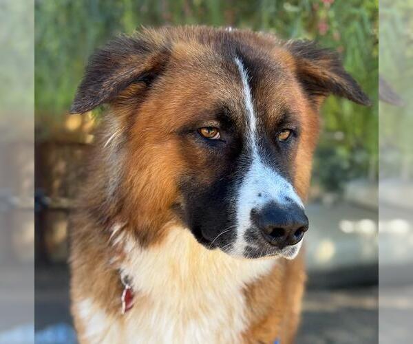 Medium Photo #3 Saint Bernard-Unknown Mix Puppy For Sale in San Diego, CA, USA