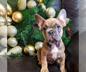 French Bulldog Puppy for sale in TAMPA, FL, USA