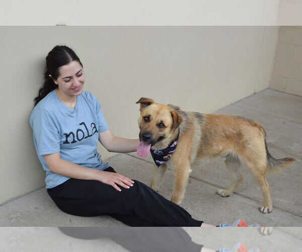 Medium Photo #3 German Shepherd Dog-Unknown Mix Puppy For Sale in McKinney, TX, USA