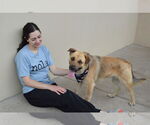 Small #2 German Shepherd Dog Mix