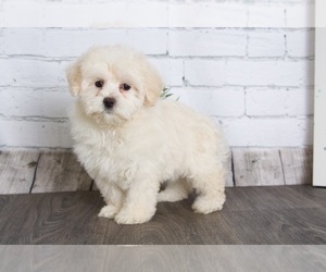 Maltipoo Puppy for sale in RED LION, PA, USA