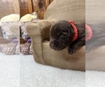 Small #1 Labrador Retriever