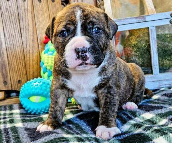 Medium Photo #1 Alapaha Blue Blood Bulldog Puppy For Sale in SHELOCTA, PA, USA