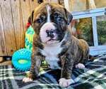 Puppy Red collar Alapaha Blue Blood Bulldog