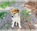 Small Photo #13 Shiba Inu Puppy For Sale in FREMONT, CA, USA