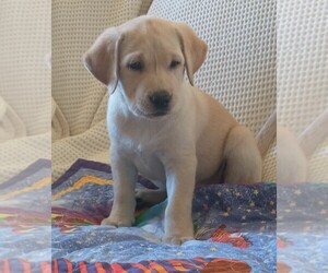 Labrador Retriever Puppy for sale in CALIENTE, CA, USA