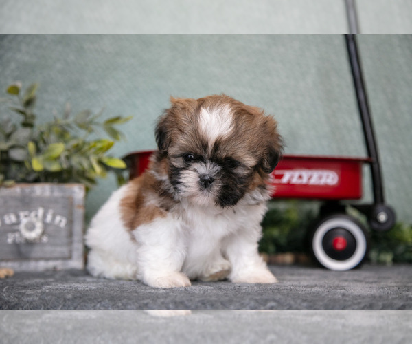 Medium Photo #7 Shih Tzu Puppy For Sale in CLARE, MI, USA