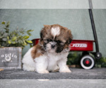 Small #2 Shih Tzu
