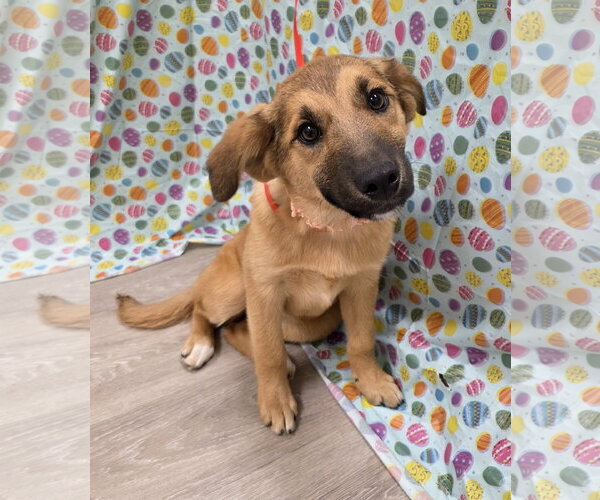 Medium Photo #3 Australian Retriever Puppy For Sale in Attalka, AL, USA